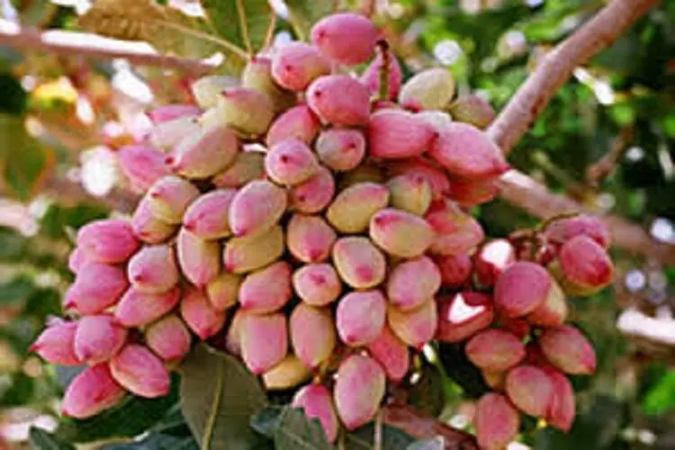  خسارت‌هایی که چند ساعت خاموشی به باغات پسته خراسان شمالی می‌زند
