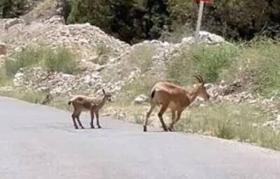 فیلم/ نجات یک بزغاله وحشی از چنگال سگهای ولگرد در سمنان