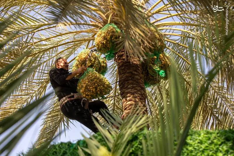 عکس/ برداشت خرما از باغات حرم سیدالشهدا در کربلا