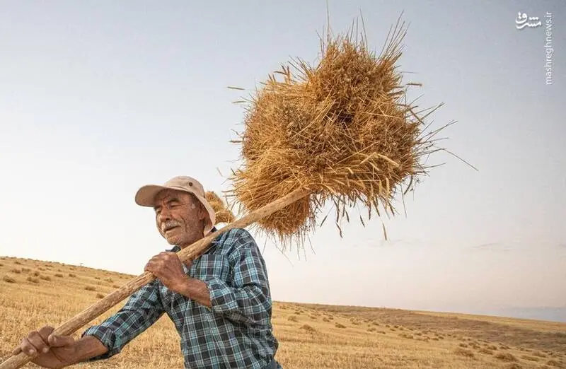 عکس/ شازند، سرزمین طلایی گندم