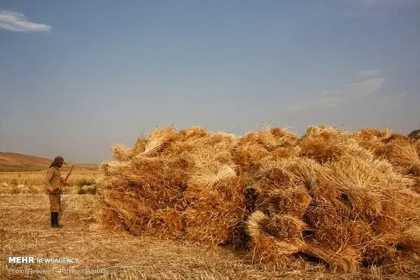 بیش از ۸.۲ میلیون تن گندم تحویل دولت شد