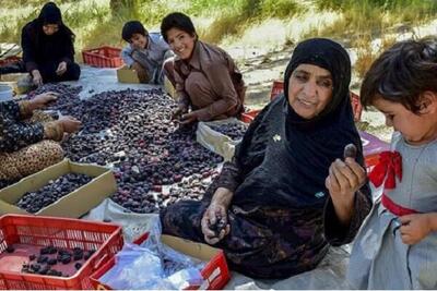 فصل برداشت خرما در ریگان آغاز شد؛ روایت یک سال تلاش در دل نخلستان ها