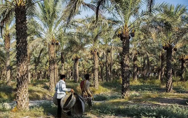  گچساران به استقبال خرمای مجول رفت؛ کشت در ۱۵۰۰ هکتار از نخلستان بلیسک