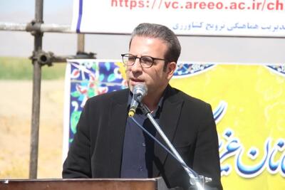 کاشت ۱۶۰ هکتار آفتابگردان در دورود برای نخستینبار