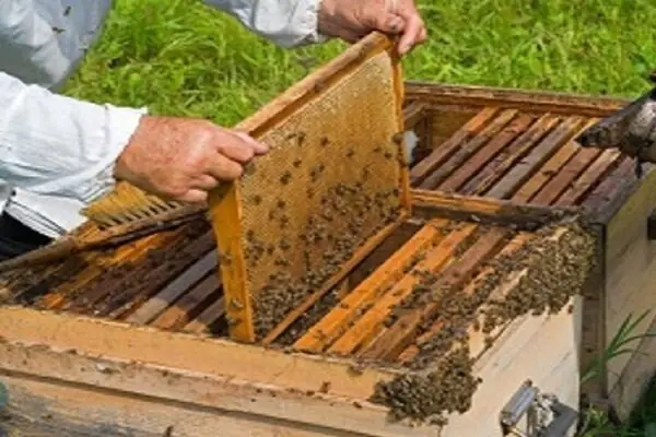 پیشبینی رشد ۵ درصدی تولید عسل در چهارمحال و بختیاری
