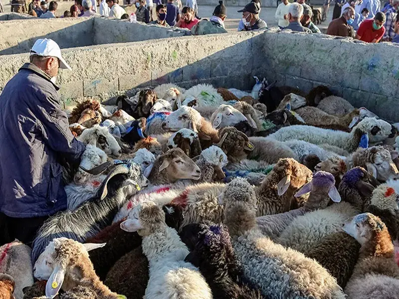قیمت دام زنده امروز ۲۸ مرداد ۱۴۰۵