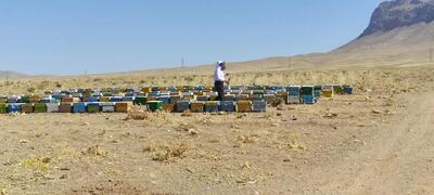 چهارمحال و بختیاری دارای ۲۰۰۳ زنبورستان است/ پیشبینی تولید ۲۴۰۰ تن عسل در سال جاری