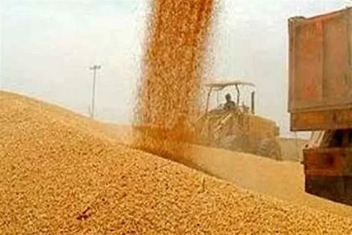 خرید تضمینی گندم از مرز ۸.۲ میلیون تن گذشت