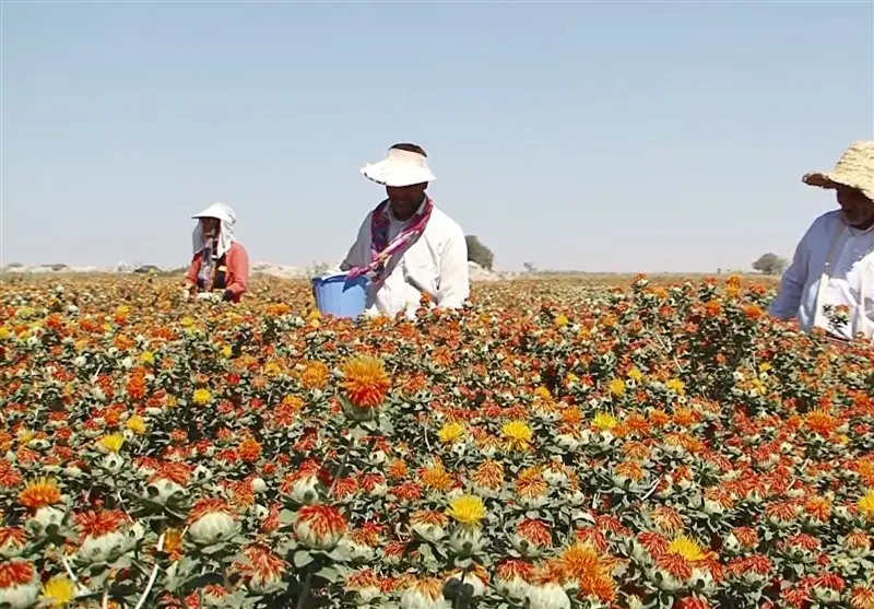 خیز زنجان برای امنیت غذایی با طلای سرخ دیمزار/ برداشت 800 تنی گلرنگ - تسنیم