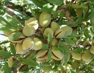 بادامچینهای استهبان به میدان آمدند/ پیشبینی برداشت ۱۰۰۰ تن بادام