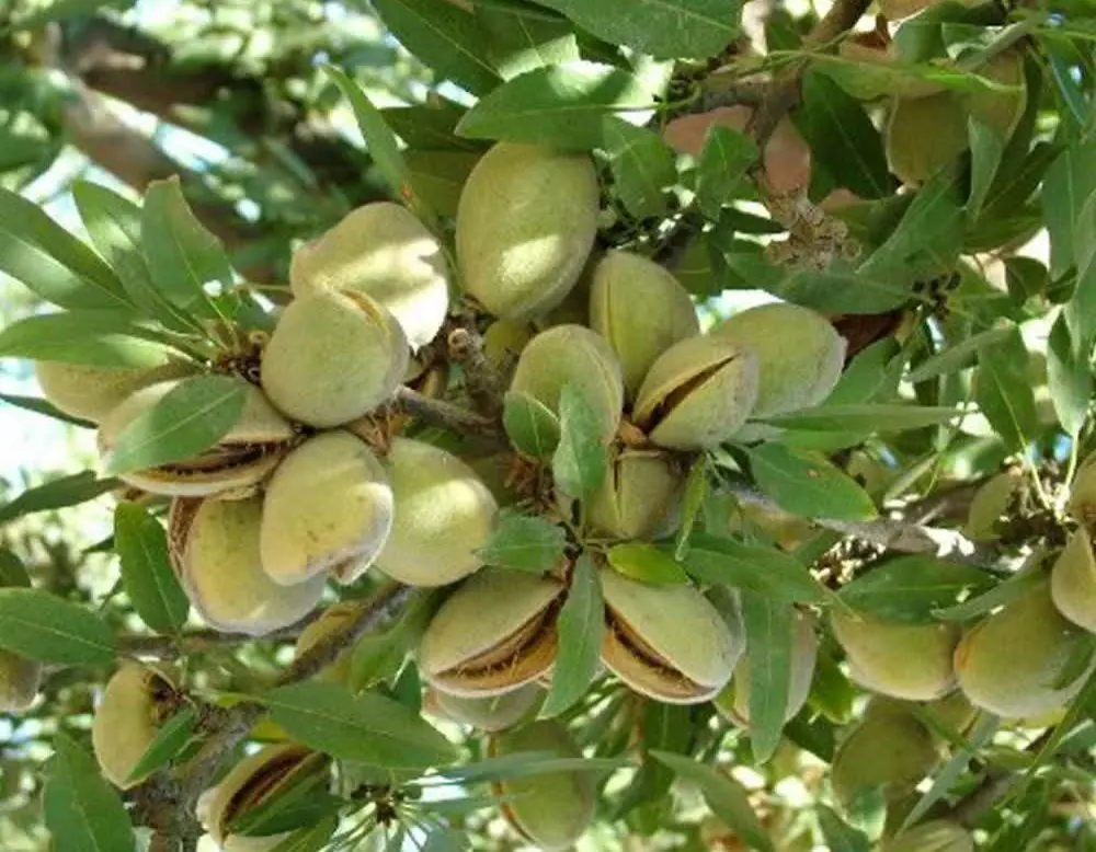 بادامچینهای استهبان به میدان آمدند/ پیشبینی برداشت ۱۰۰۰ تن بادام