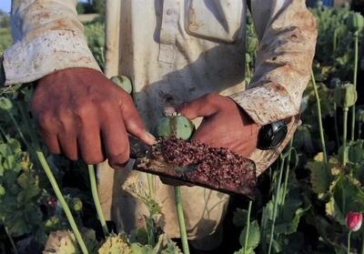  ستاد مبارزه با مواد مخدر: کشت شقایق الیفرا تصویب شد
