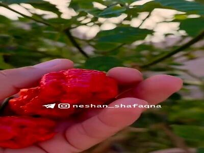 خطرناکترین فلفل جهان | آخرین خبر
