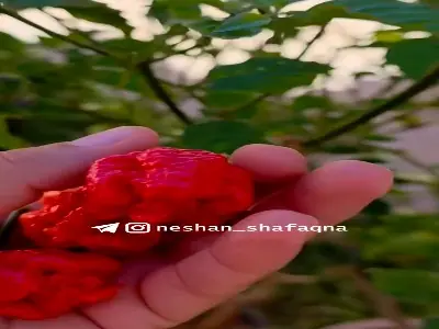 خطرناکترین فلفل جهان | آخرین خبر