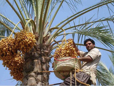  سردی قیمت‌ در خرماپزان بم