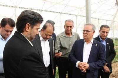 بازدید معاون وزیر و رئیس سازمان تات از مجتمع گلخانهای لوتوس در فارس / زنجیرهای از تولید گلخانهای تا بستهبندی و صادرات