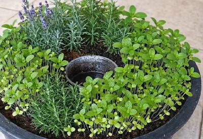 آموزش کاشت ریحان، رزماری و اسطوخودوس؛ باغچه خانگی در گلدان با پوست موز