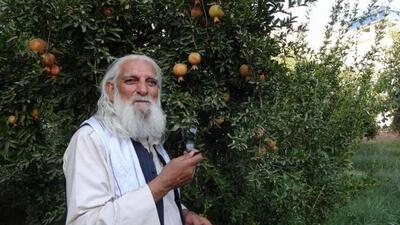  پیرمرد و درخت انار؛ داستانی پندآموز درباره نیکی بدون انتظار