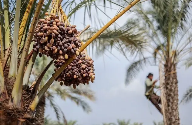رویداد «مخ برون» ثبت ملی شد