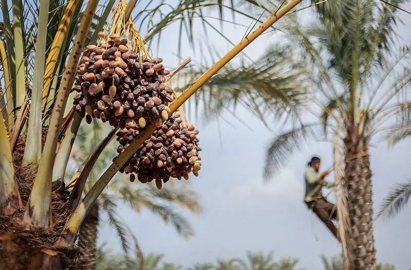 رویداد «مخ برون» ثبت ملی شد | انصاف نیوز