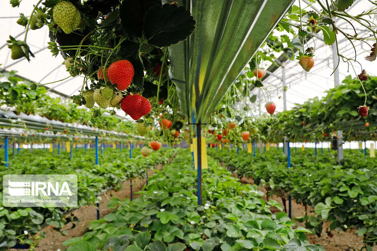 رشد ۱۲ درصدی صادرات گلخانهای در سایه فناوریهای نوین و مدیریت بحران آب