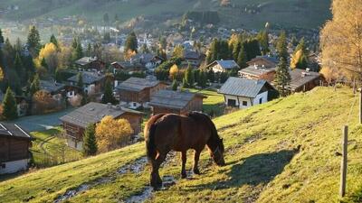  خشکسالی به کشاورزان سوئیس رسید