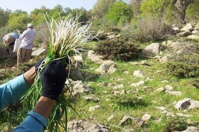  رئیس سازمان جهاد کشاورزی: ایلام، گنجینه گیاهان دارویی کشور است