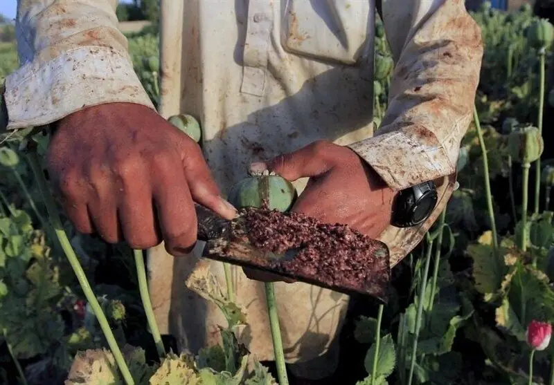 کشت شقایق الیفرا تصویب شد