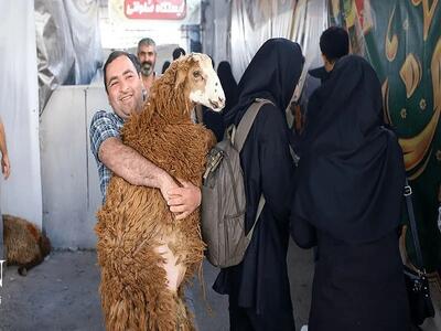 قیمت دام زنده امروز ۲۹ مرداد ۱۴۰۵