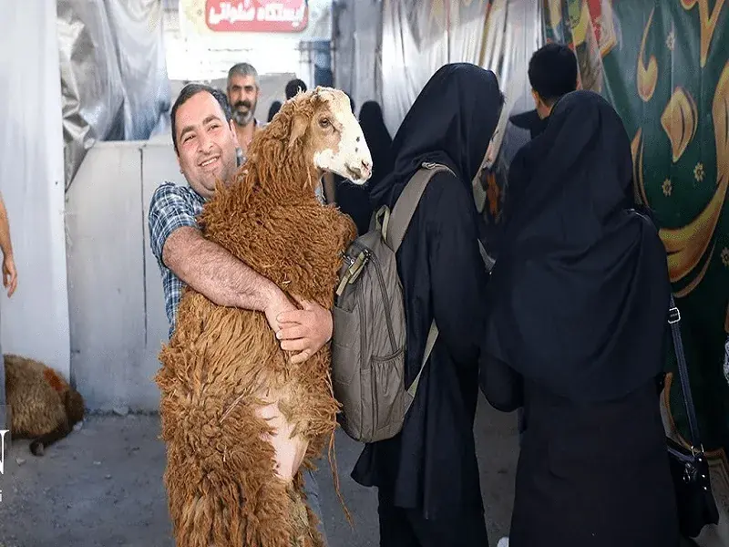 قیمت دام زنده امروز ۲۹ مرداد ۱۴۰۵