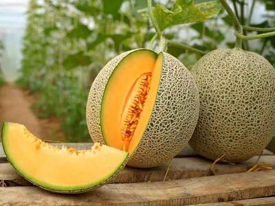آیا خوردن طالبی اشتها را کم میکند؟ | آیا رژیم طالبی برای لاغری مناسب است؟