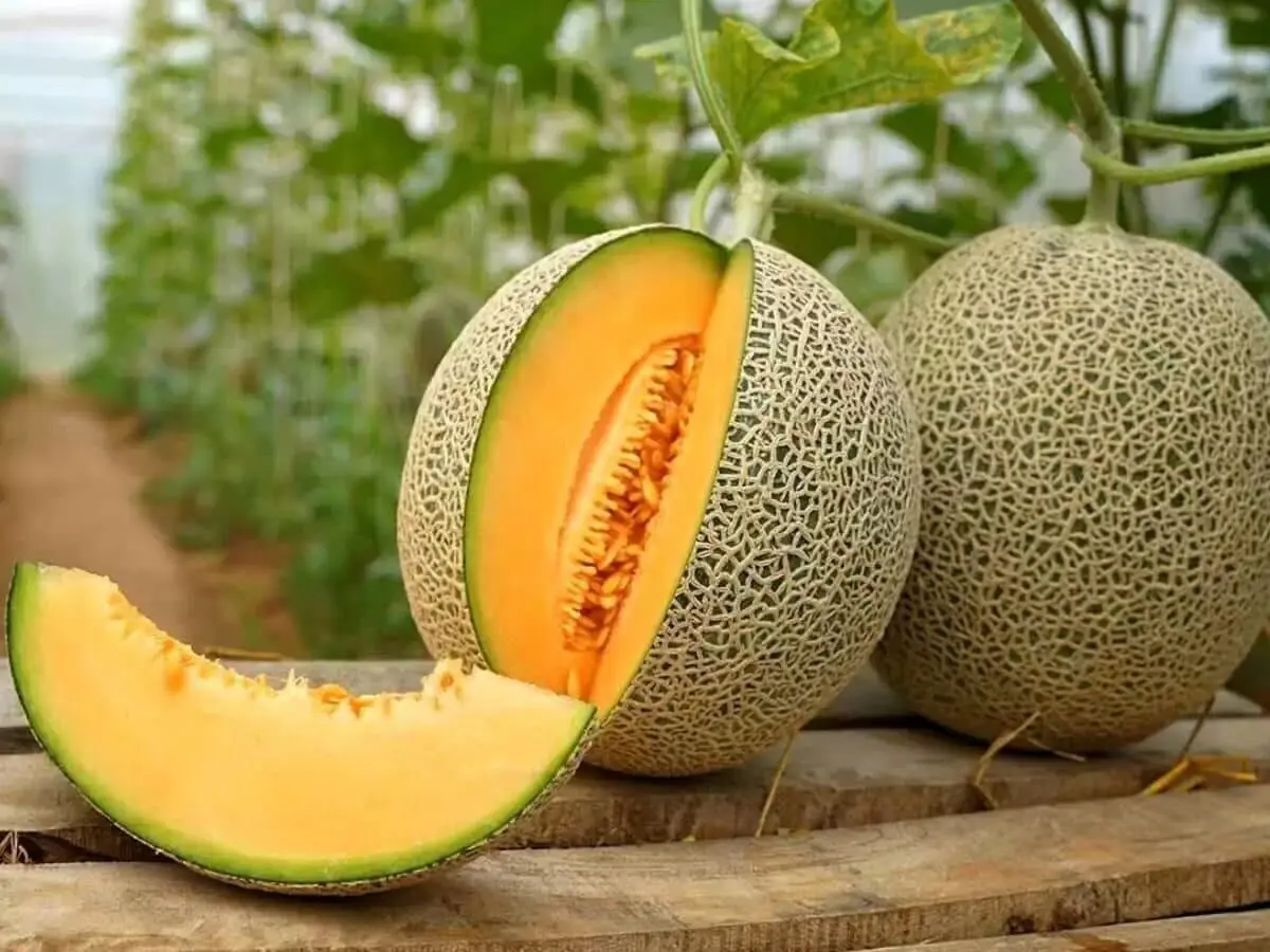 آیا خوردن طالبی اشتها را کم میکند؟ | آیا رژیم طالبی برای لاغری مناسب است؟
