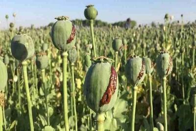 کشت شقایق به جای خشخاش تصویب شد