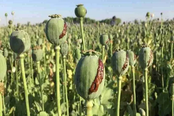 کشت شقایق به جای خشخاش تصویب شد