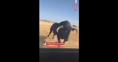 حمله گاو به خودروی در حال حرکت در اسپانیا