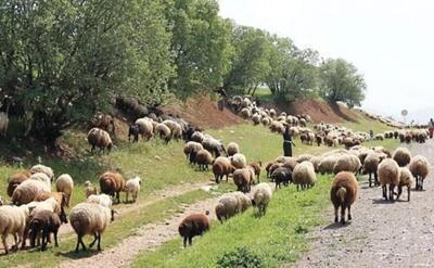 اخراج ۱۰۰۰ رأس دام غیرمجاز از مراتع روستای گنبدک توسط یگان حفاظت منابع طبیعی شهرستان تاکستان
