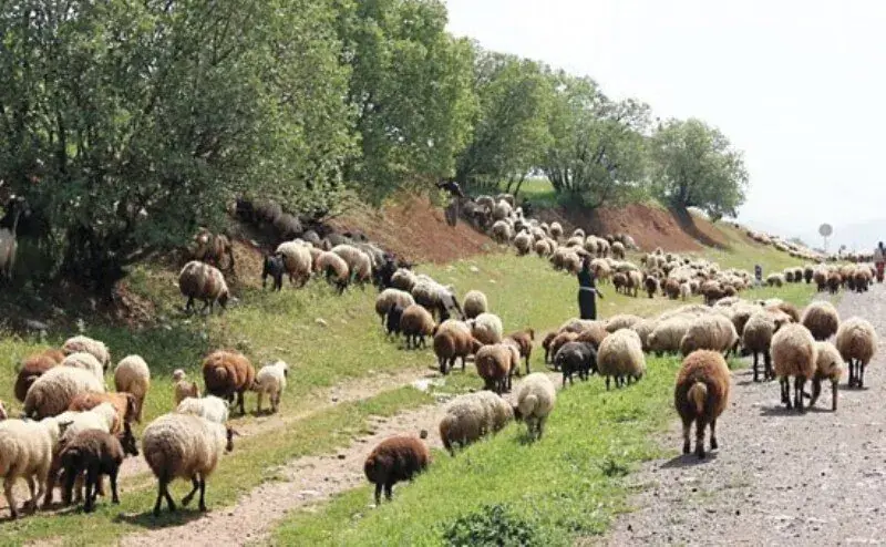 اخراج ۱۰۰۰ رأس دام غیرمجاز از مراتع روستای گنبدک توسط یگان حفاظت منابع طبیعی شهرستان تاکستان