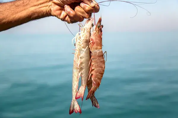 صید بیش از یکهزار تن میگو در سواحل بوشهر
