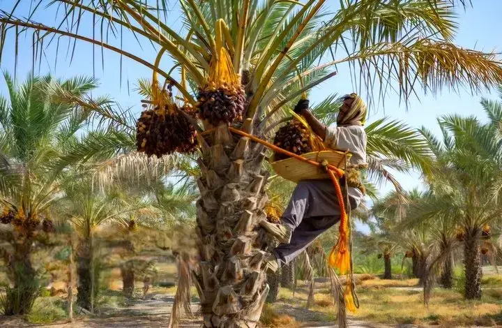  ثبت رویداد «مخ‌برون» برداشت خرمای بوشهر در سامانه رویدادهای گردشگری کشور