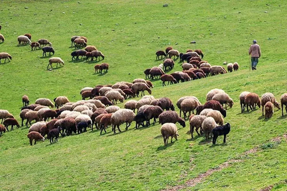 ۱۰۰۰ رأس دام غیرمجاز از مراتع گنبدک تاکستان اخراج شدند