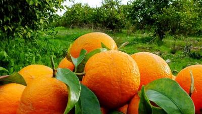 هشدار قرمز درباره حمله گسترده مگس میوه به باغات مرکبات مازندران