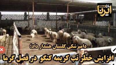 فیلم| دامپزشکی گلستان: خطر تب کریمه کنگو همچنان جدی است