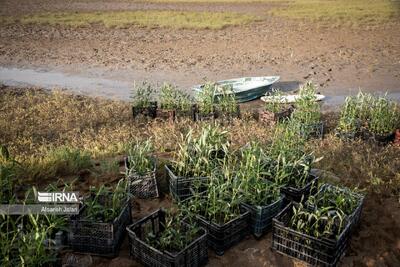 ۱۲۰ هزار نهال برای توسعه پوشش جنگلی خراسانشمالی تولید شد