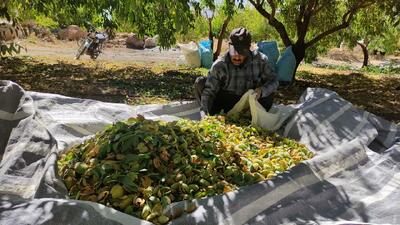 ۲ هزار هکتار از باغات چهارمحال و بختیاری اصلاح و احیا شد