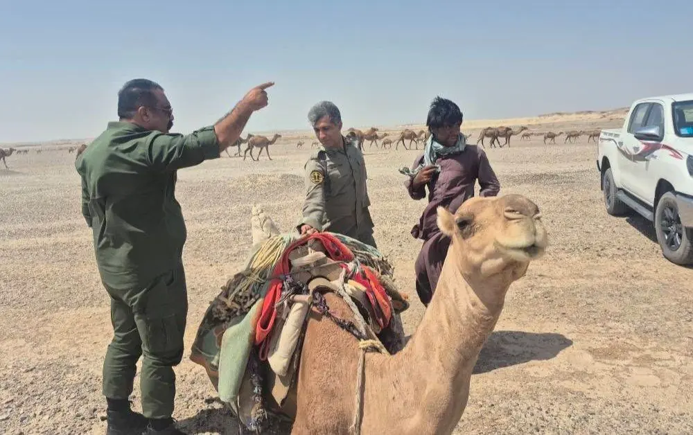 خروج ۲۷۰ شتر از بستر تالاب هامون صابوری سیستان