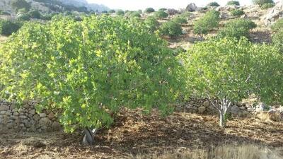  نجات ۱۰۰ هکتار باغات نیدوله شهرستان چرداول از خشکی