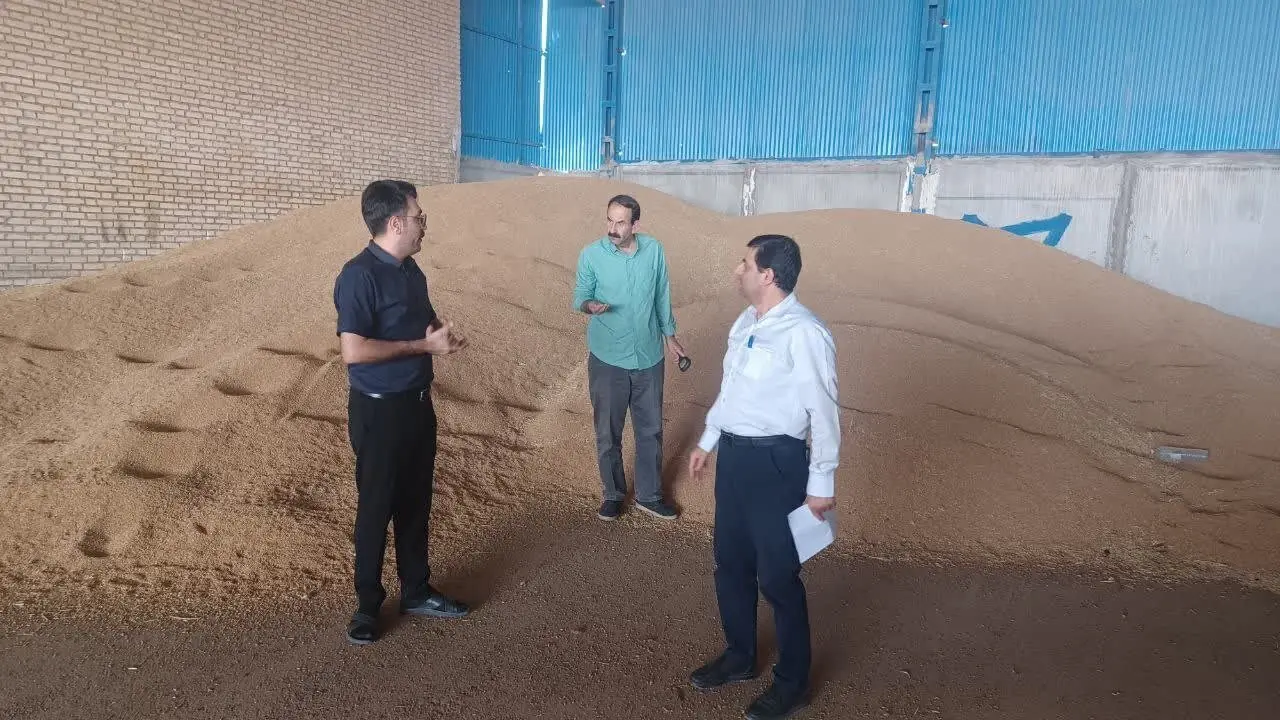 شرکتهای تولید بذر گندم دهلران پایش میشوند/ارتقای بذور سال زراعی آینده هدف ماست