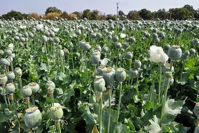 جایگزین خشخاش در ایران مشخص شد + فیلم