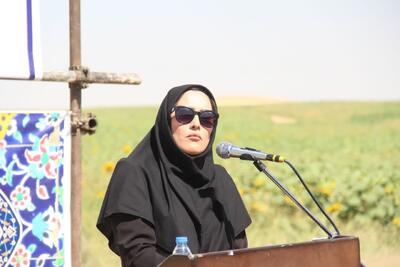 کشت آفتابگردان پاسخی کارشناسی به ضرورت اصلاح و تنوع الگوی کشت