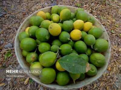 برداشت لیمو ترش در رودان